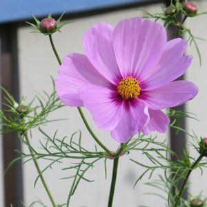 Meet your Posher, Donatella